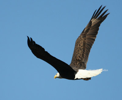 eagle flight 0310 11-9-08.jpg
