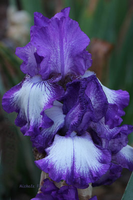 iris 0019 10-15-08.jpg