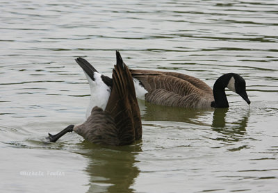 bottoms up goose 0011 10-24-08.jpg