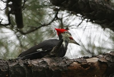 pileated woodpeaker NBG 0067 10-24-08.jpg