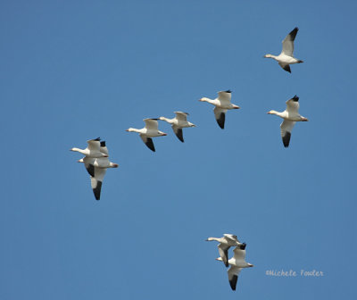 snow geese 0369 11-28-08.jpg
