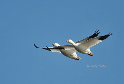 snow geese 0395 11-28-08.jpg