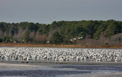 snow geese 0475 11-28-08.jpg