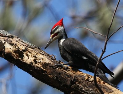 2-8-09 pileated 0820 .jpg