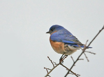 3-9-09 bluebird Jamestown 0071.jpg