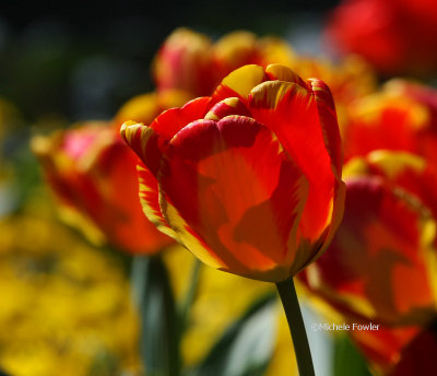 4-4-09 tulip 0088.jpg