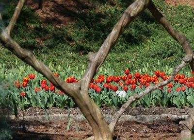 4-4-09 tulips 0093 .jpg