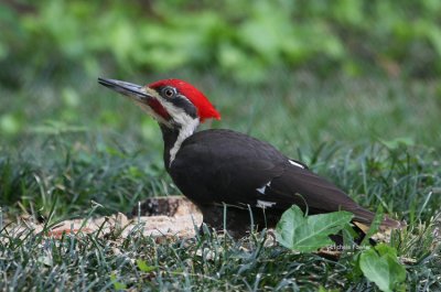 5-17-09 Pileated Woodpecker 0008 .jpg