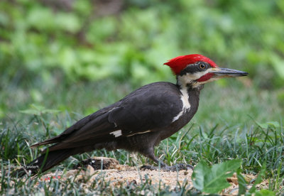 5-17-09 Pileated Woodpecker 0037.jpg