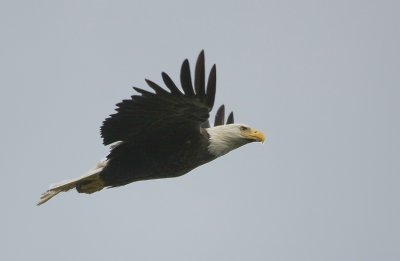 5-31-09 eagle flight female 0204.jpg