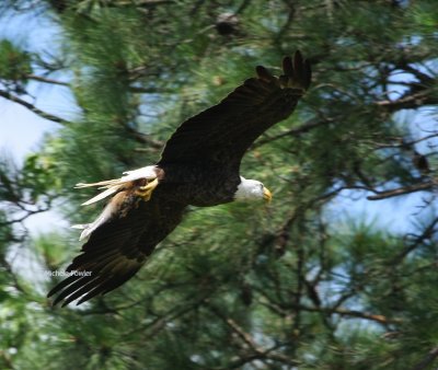 6-21-09 Eagle with fish  567.jpg