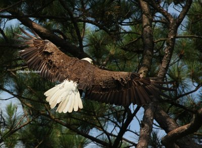 6-28-09 eagle female 597 .jpg
