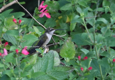 7-1-09 hummingbird 029 .jpg