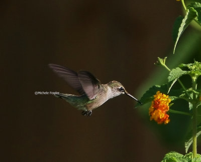 7-2-09 hummingbird 0839.jpg