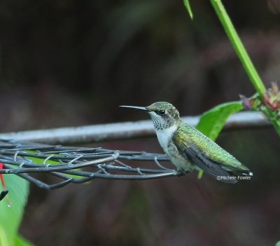 7-2-09 hummingbird 0940 .jpg