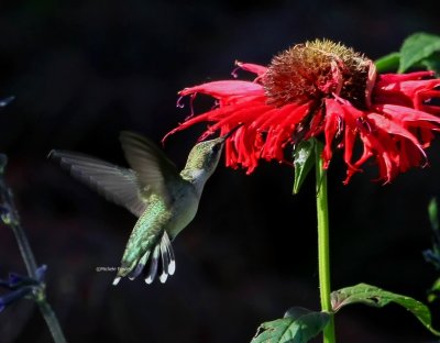 7-3-09 hummingbird 1053.jpg