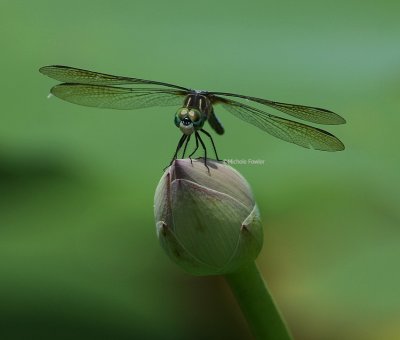 6-27-09 dragonfly 9460 .jpg