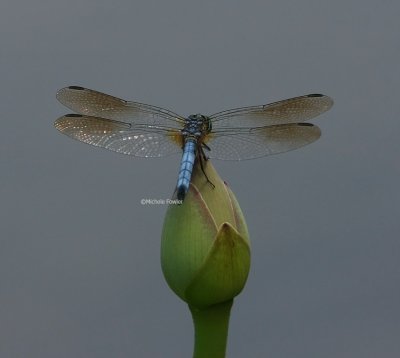 6-27-09 dragonfly 9468 .jpg