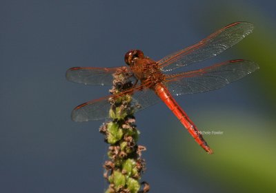 7-4-09 dragonfly orange 2261 .jpg