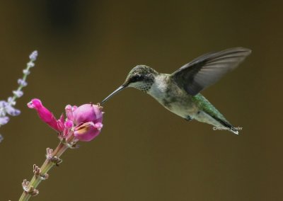 7-8-09 juvie male hummer 3011 2.jpg