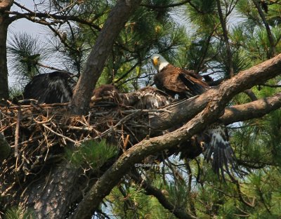 7-11-09 HK falls from nest 4187.jpg