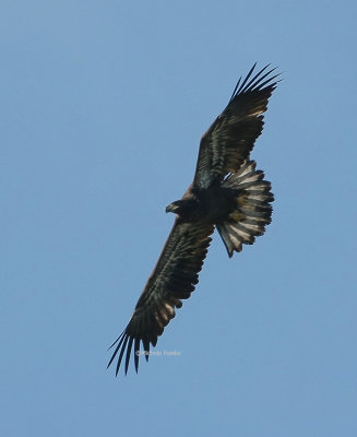 7-15-09 HE heading to nest 5614.jpg