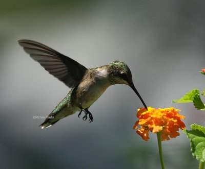  8-2-09 ruby throated hummingbird 8370 .jpg