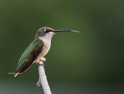8-4-09 juvie male ruby hummingbird 8980 .jpg