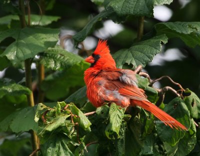 8-6-09 cardinal male 9184 .jpg