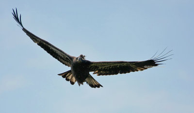 8-7-09 eagle Azalea gets fish 9490 .jpg