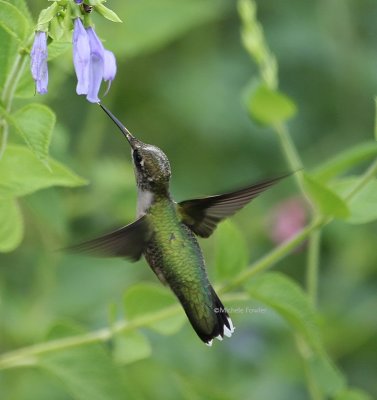8-15-09 ruby throated hummingbird 0546.jpg