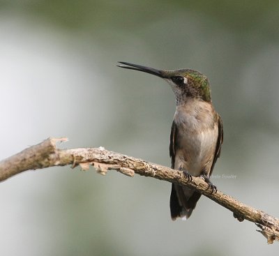 8-14-09 ruby throated juvie 0259 .jpg