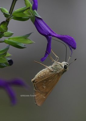 8-23-09 skipper NBG 1342.jpg