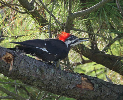 8-24-09 pileated woodpecker 1527.jpg