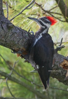 8-24-09 pileated woodpecker 1417.jpg