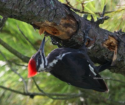 8-24-09 pileated woodpecker 1387 .jpg