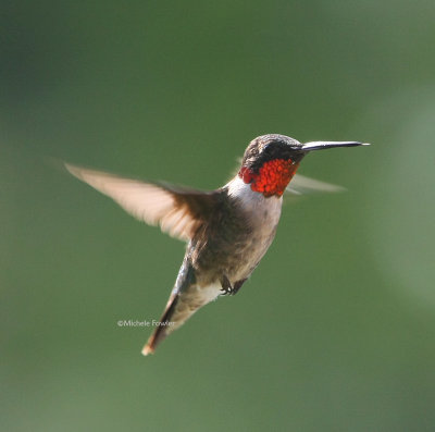 8-24-09 ruby throated hummingbird male 1537 .jpg