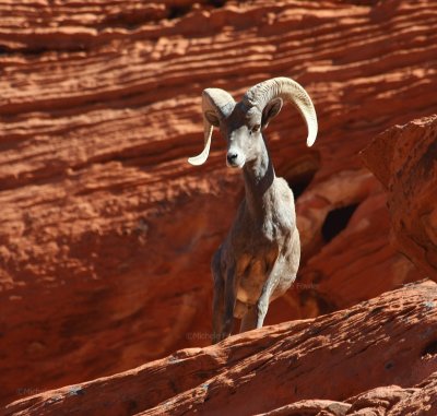 Big Horn Sheep 4093.jpg