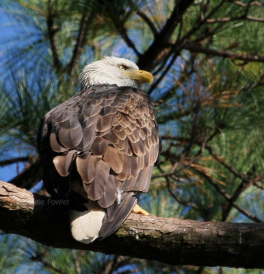 10-9-09 eagle 4805.jpg