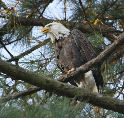 10-11-09 eagle female 5662.jpg