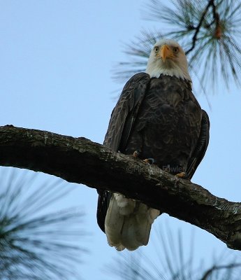 10-11-09 female eagle 5791.jpg