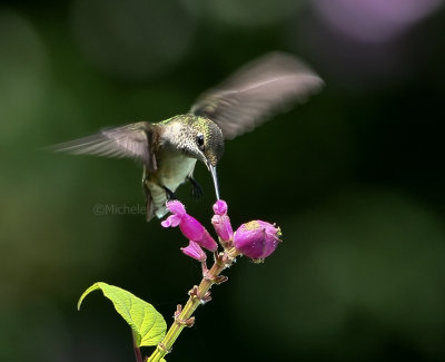7-31-09 ruby throated hummingbird 147.jpg