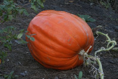 10-11-09 NBG pumpkin 5579.jpg