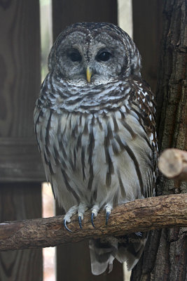 10-18-09 barred owl Misty 6047.jpg