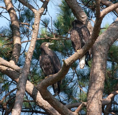 6-19-2010-3520-NC-with-feather.jpg