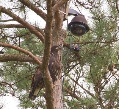 6-30-2010-1728-eaglet.jpg