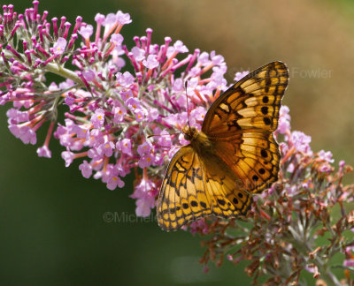 7-9-2010-3653-Variegated-Fritillary.jpg