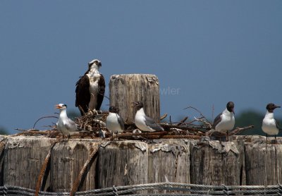 7-11-2010-4190-Ospreys-tern-gulls-Jamestown.jpg