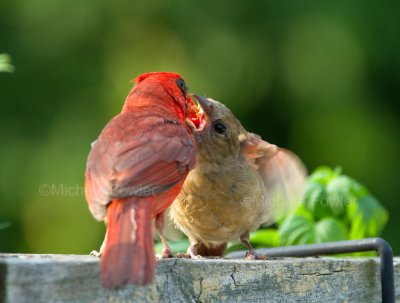 7-17-2010-4547-baby-cardinal--male.jpg