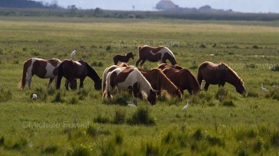 8-25-10-9886-Ponies--cattle-egrets.jpg